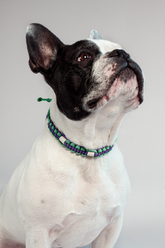 Zeckenhalsband mit EM-Keramik · Lilac × Dewdrop